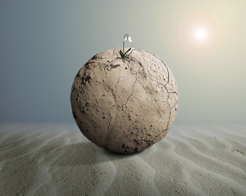 A large ball of mud sits in the sun with a small plant growing out the top of it. 